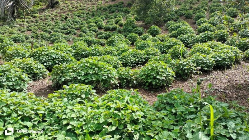 Harga Nilam Terjun Bebas, Tengkulak Berjaya, Petani Tersungkur, Dimana Peran Pemerintah?